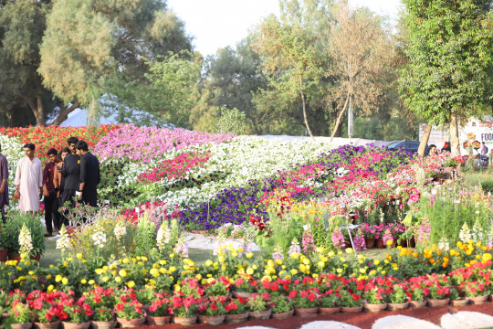 Flowers Exhibition - Bahawalpur Literary & Cultural Festival (BLCF-2022)