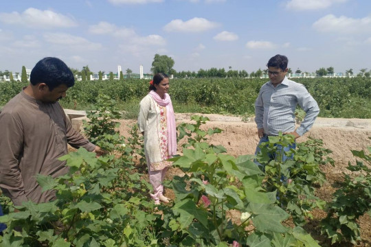 IUB delegation witnessed a significant achievement: their cotton varieties ranked highest in the ongoing trials