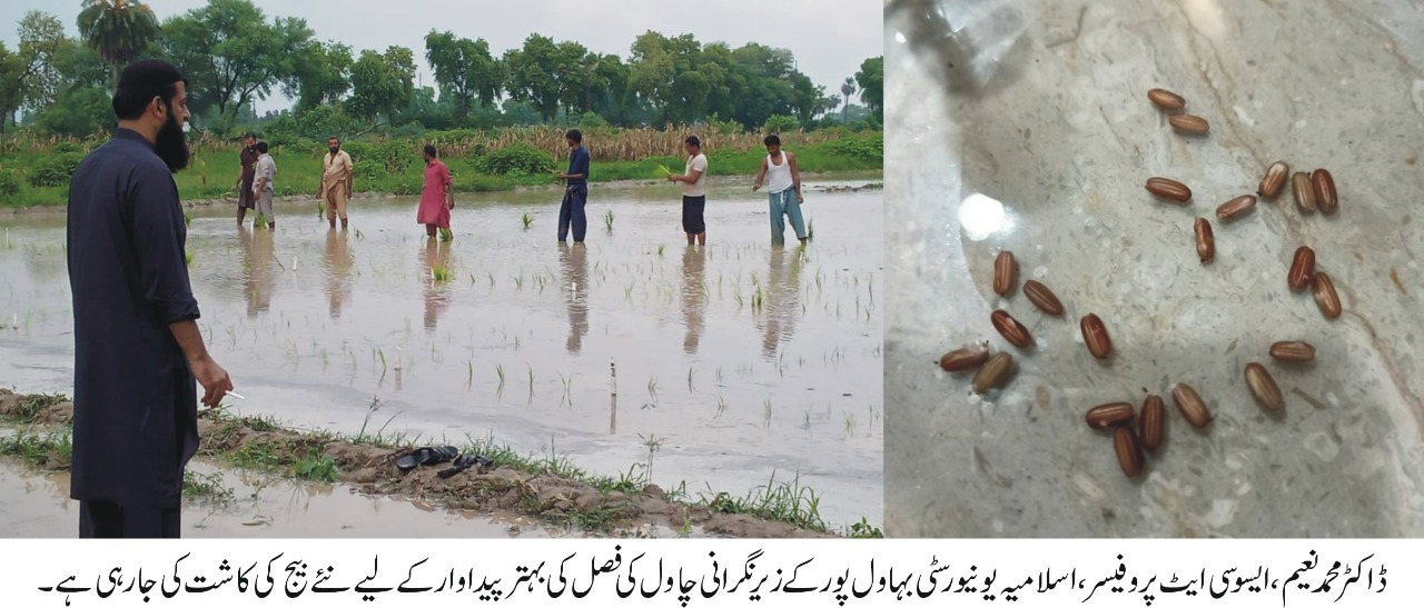 High-level research on crops with the help of intercropping technology