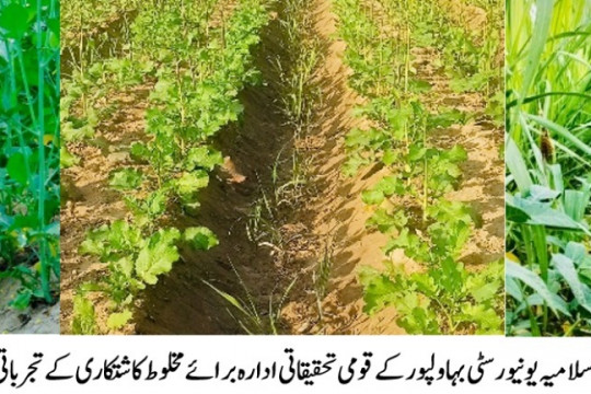 An advisory on Sugarcane-Raya-Soybean intercropping system by NRCI, IUB for the farming community