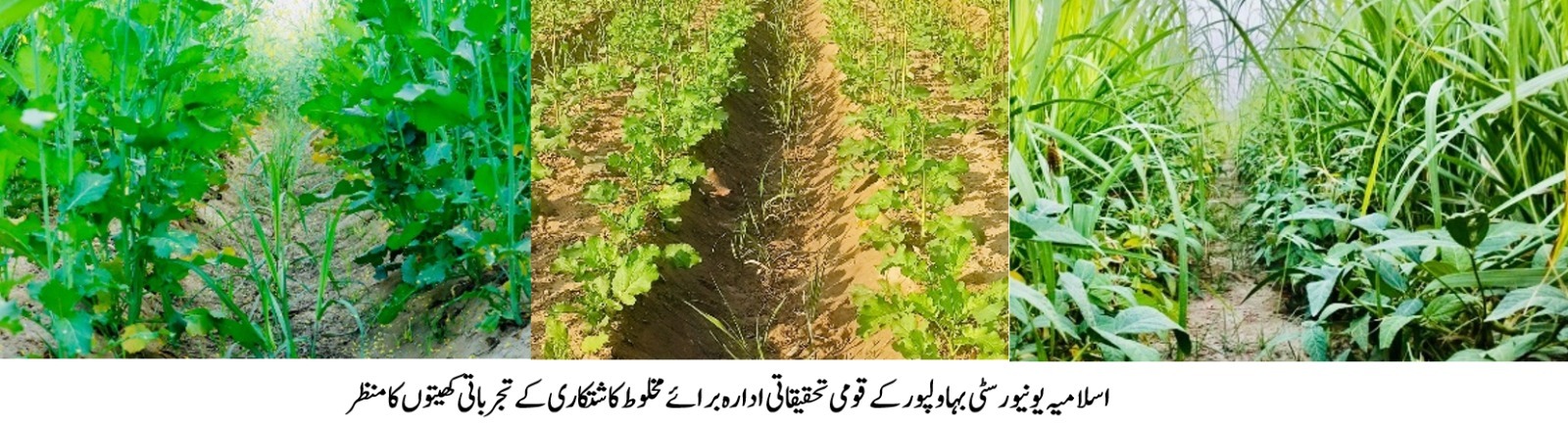 An advisory on Sugarcane-Raya-Soybean intercropping system by NRCI, IUB for the farming community