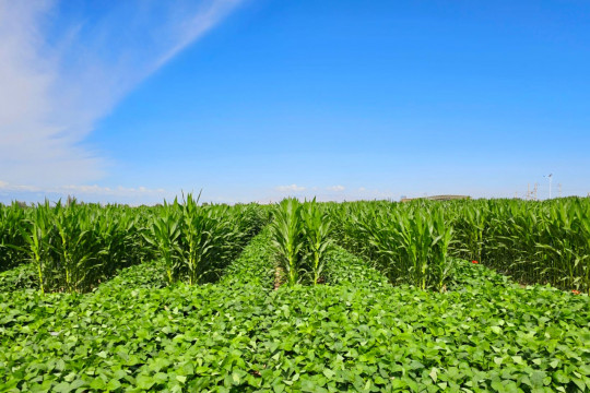 Islamia University Bahawalpur has introduced methods of intercropping of maize soybean and kumad soybean