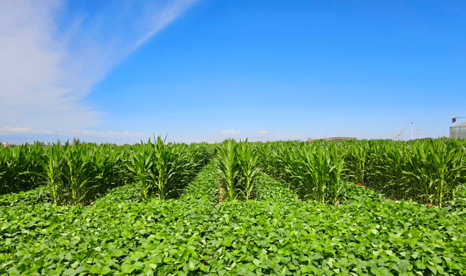 WhatsApp Image 2024-06-30 at 11.16.39 AM