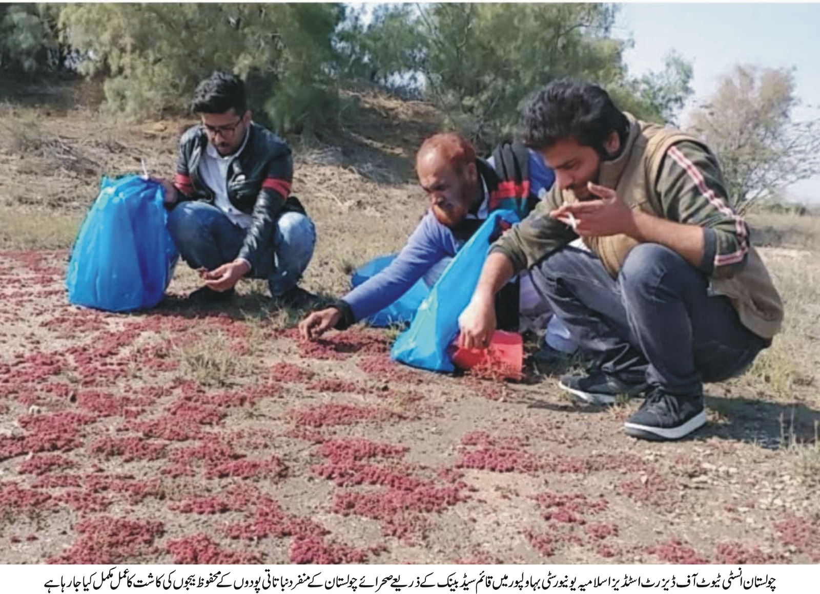 A seed bank has been set up to preserve the unique botanical resources of the Cholistan desert, Dr Muhammad Abdullah