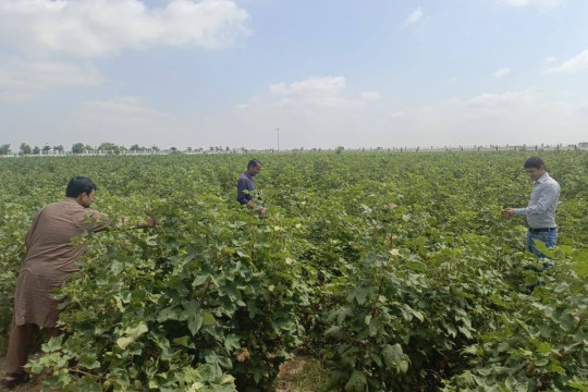 IUB scientists are focusing on strengthening the agricultural economy under the vision of VC Prof. Dr. Muhammad Kamran.