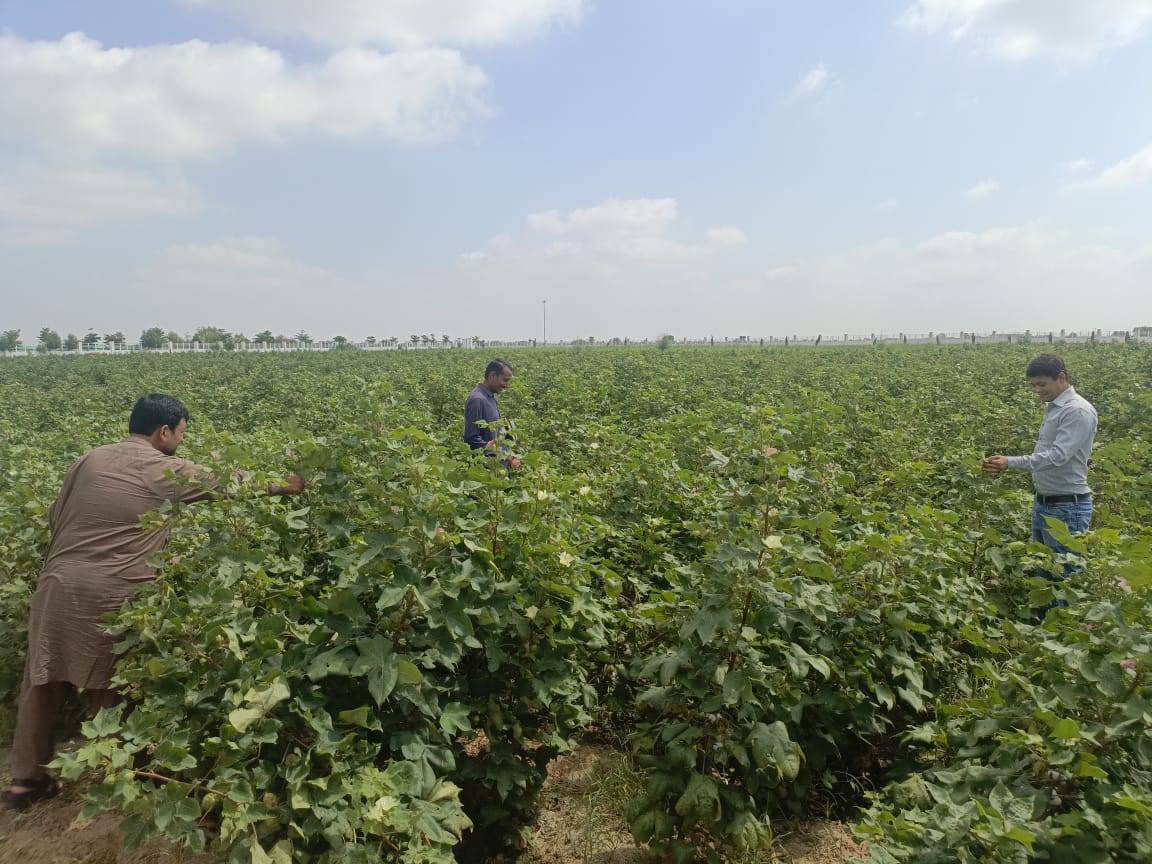 IUB scientists are focusing on strengthening the agricultural economy under the vision of VC Prof. Dr. Muhammad Kamran.