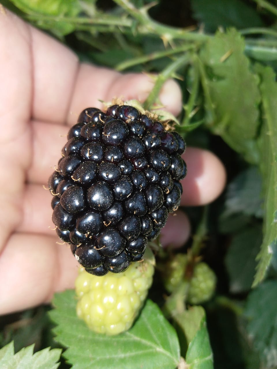 Successfully grown blackberry plants and harvested healthy fruits at IUB farm