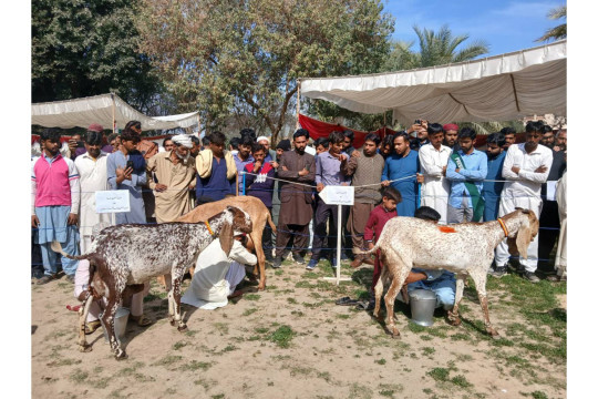 The Islamia University of Bahawalpur organized the two-day Goat Fair Expo 2026