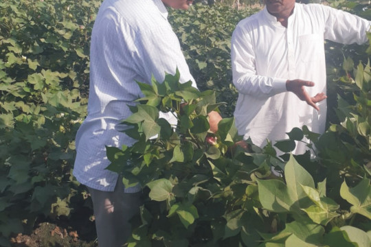Cotton Variety IUB 4 shows Excellent Performance