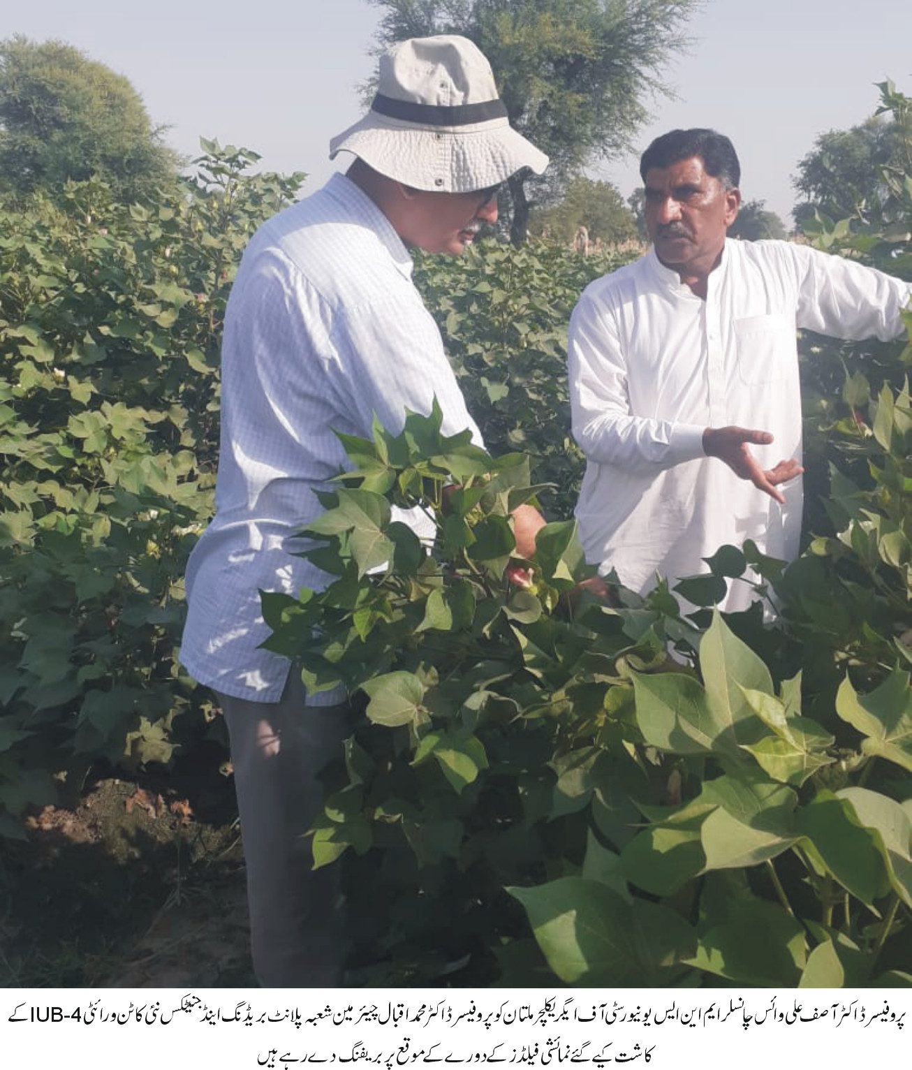Cotton Variety IUB 4 shows Excellent Performance